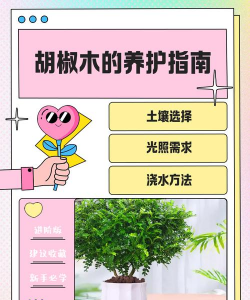 刚买的胡椒木怎么施肥