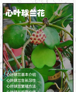 心叶球兰用什么写字不掉