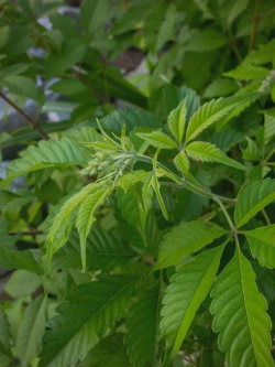 什么样的牡荆盆景值钱