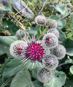 与牛蒡的花很像是什么