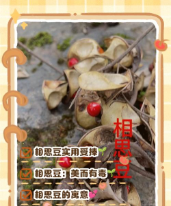 相思豆为什么不开花呢