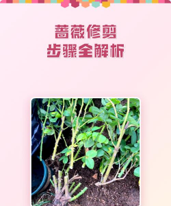 夏天如何修剪蔷薇