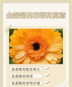金盏花代表什么