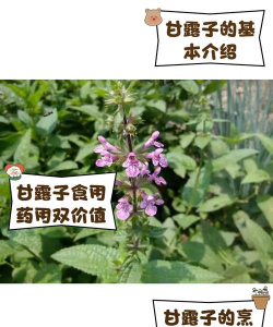 种植甘露子效益怎么样