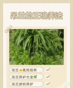 宽叶吊蓝怎么养好看