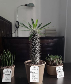 家庭养花用生根粉