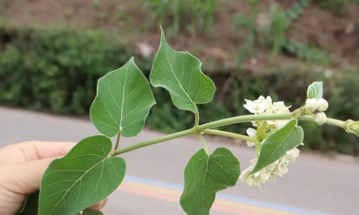 叶子摘开有奶桨叫什么草