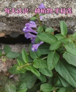 半枝莲为什么叫并头草