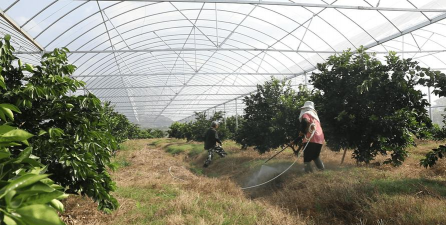 家庭养花用生根粉
