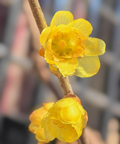 腊梅花朵少是什么原因