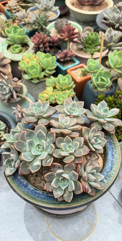 红粉佳人多肉还叫什么