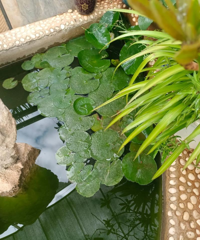 柿树虫病防治，识别常见虫害，掌握有效方法