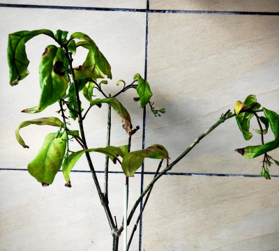 家庭养花用生根粉