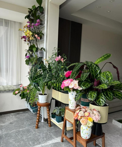 家庭养花用生根粉