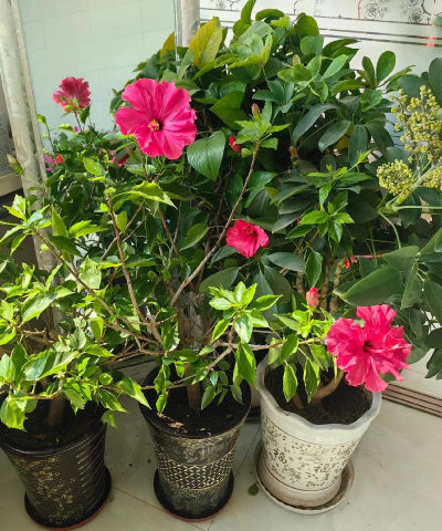 别墅园林绿化设计，打造私密空间，提升居住品质