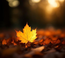 绿化景观设计，提升环境品质，创造宜人空间