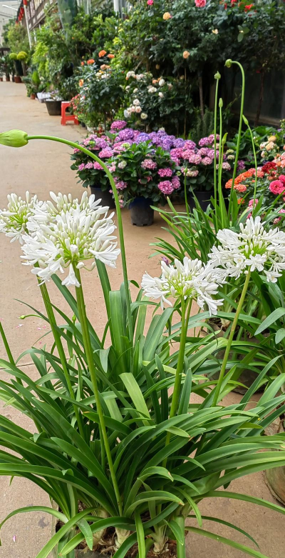 葡萄栽培，掌握关键技术，实现优质丰产