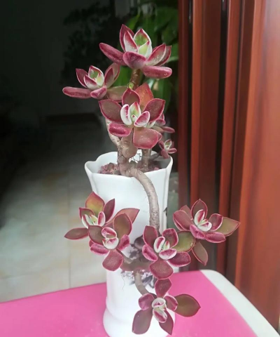 绿化景观设计，提升环境品质，创造宜人空间