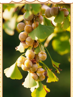 银杏果长的什么样