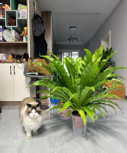 绿化景观设计，提升环境品质，创造宜人空间