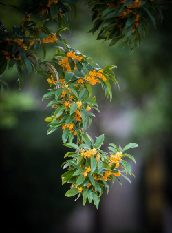 葡萄栽培，掌握关键技术，实现优质丰产