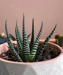 葡萄栽培，掌握关键技术，实现优质丰产