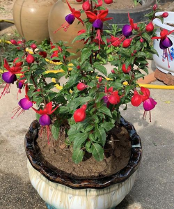 家庭养花用生根粉