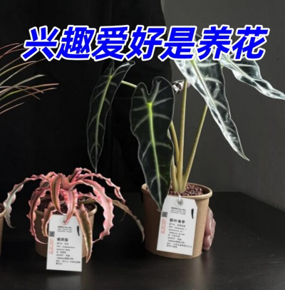 玫瑰花怎么养才不会枯萎，掌握浇水施肥技巧，轻松延长花期