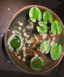 玫瑰花怎么养才不会枯萎，掌握浇水施肥技巧，轻松延长花期