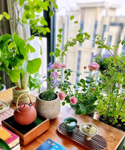 家庭养花用生根粉