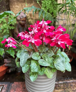 家庭养花用生根粉