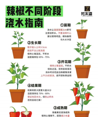 花盆里种辣椒怎么施肥