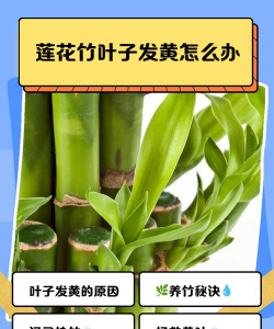 莲花竹叶子干什么原因