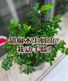 胡椒木生了牙虫怎么办