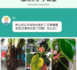 家庭养花用生根粉