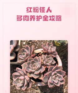 多肉红粉佳人怎么浇水