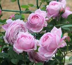 奥利维亚开花怎么处理