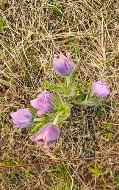 白头翁开什么颜色的花