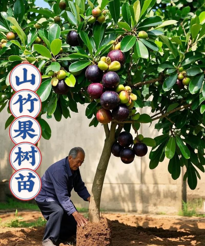 进口山竹树长什么样