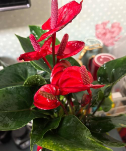 大红色花盆的种什么花