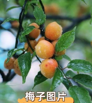 梅子什么时候开花季节