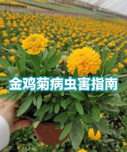 金鸡菊病虫害怎么防止