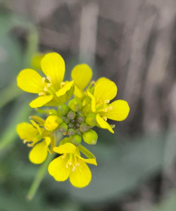 芥菜是开什么样的花