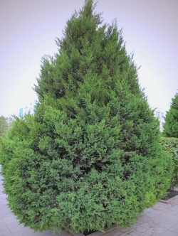 圆柏为什么是木本植物