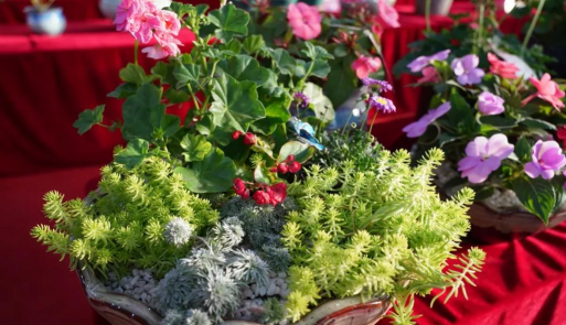 家庭养花用生根粉