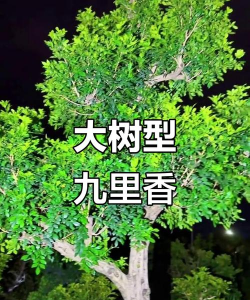 九里香树杆什么颜色