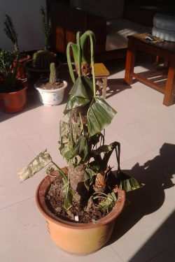 家庭养花用生根粉