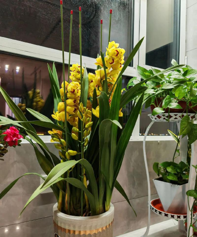 家庭养花用生根粉