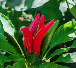 朝天椒的花是什么颜色