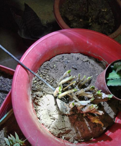 家庭养花用生根粉